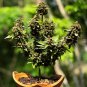 Canna Bonsai DIY Potted Plants 111 PCS Seeds