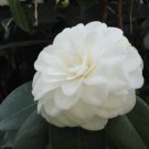 Camellia impatiens White Double Flowers 50 PCS Seeds Camellia impatiens White Double Flowers 50 PCS Seeds