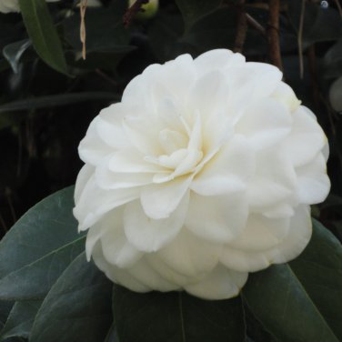 Camellia impatiens White Double Flowers 50 PCS Seeds