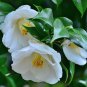 Camellia impatiens White Double Flowers 50 PCS Seeds