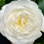 Camellia impatiens White Double Flowers 50 PCS Seeds