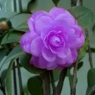Camellia impatiens Purple Double Flowers 50 PCS Seeds