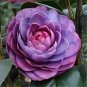 Camellia impatiens Purple Double Flowers 50 PCS Seeds