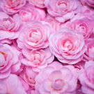 Camellia Flowers Potted Plants Home Garden Decorations Flower 10 PCS Seeds Camellia Flowers Potted Plants Home Garden Decorations Flower 10 PCS Seeds