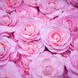 Camellia Flowers Potted Plants Home Garden Decorations Flower 10 PCS Seeds