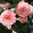 Camellia impatiens Pink Double Flowers 50 PCS Seeds