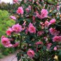 Camellia impatiens Pink Double Flowers 50 PCS Seeds