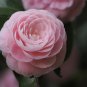 Camellia impatiens Pink Double Flowers 50 PCS Seeds