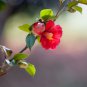 Camellia impatiens Dark Red Double Flowers 50 PCS Seeds