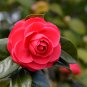 Camellia impatiens Dark Red Double Flowers 50 PCS Seeds