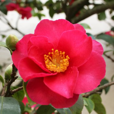 Camellia Flores Potted Plants Red Double Flowers 5 PCS Seeds