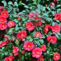 Camellia Flores Potted Plants Red Double Flowers 5 PCS Seeds
