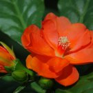 Camellia Flores Bright Orange Color 50 CS Seeds Camellia Flores Bright Orange Color 50 CS Seeds