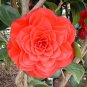 Camellia Flores Bright Orange Color 50 CS Seeds