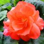 Camellia Flores Bright Orange Color 50 CS Seeds