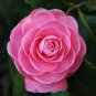 Camellia Bonsai Camellia Flowers Plants 50 PCS Seeds