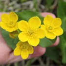 Caltha Palustris Bonsai Very Fragrant 100 PCS Seeds