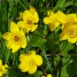 Caltha Palustris Bonsai Very Fragrant 100 PCS Seeds