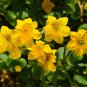 Caltha Palustris Bonsai Very Fragrant 100 PCS Seeds