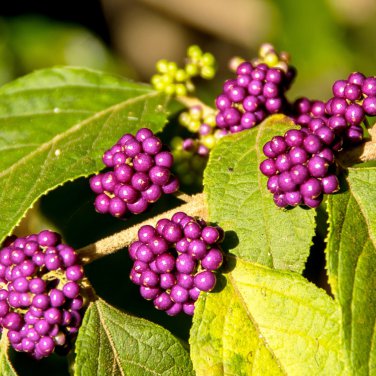 Callicarpa bodinieri Levl 50 PCS Seeds