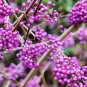 Callicarpa bodinieri Levl 50 PCS Seeds