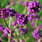 Callicarpa bodinieri Levl 50 PCS Seeds