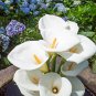 Calla Lily Bulbs 4Haworthia truncata New Colorful Succulent Plant 1 PCS Seeds