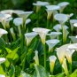 Calla Lily Bulbs 4Haworthia truncata New Colorful Succulent Plant 1 PCS Seeds