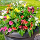 Calla Lily Bulbs 2 PCS Seeds