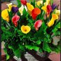 Calla Lily Bulbs 2 PCS Seeds