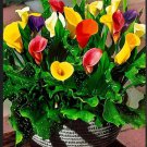 Calla Lily Bonsai Room Flowers Zantedeschia Aethiopica Houseplants 100 PCS Seeds
