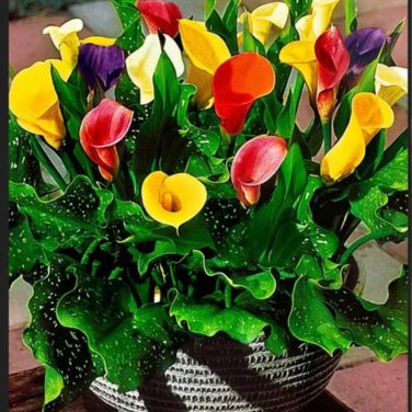 Calla Lily Bonsai Room Flowers Zantedeschia Aethiopica Houseplants 100 PCS Seeds