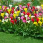 Calla Lily Bonsai Room Flowers Zantedeschia Aethiopica Houseplants 100 PCS Seeds