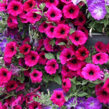 Calibrchoa Million Bells Annual Flower Rose Red Flowers 100 PCS Seeds