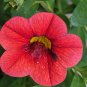 Calibrchoa Million Bells Annual Flower Rose Red Flowers 100 PCS Seeds