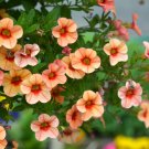 Calibrachoa Kabloom Crave Sunset Vigorous 100 PCS Seeds