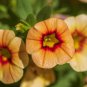 Calibrachoa Kabloom Crave Sunset Vigorous 100 PCS Seeds