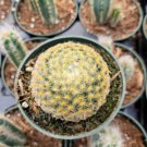 Cactus Mammillaria solisioides 5 PCS Seeds