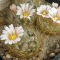 Cactus Mammillaria solisioides 5 PCS Seeds