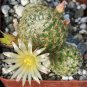 Cactus Mammillaria solisioides 5 PCS Seeds