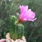 Cactus Echinocereus viereckii var. morricalii Cactus 10 PCS Seeds