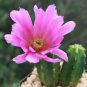 Cactus Echinocereus viereckii var. morricalii Cactus 10 PCS Seeds