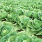 CABBAGE 400 PCS Seeds