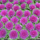 Brassica Oleracea Heirloom Cabbage Flower Bonsai Kale Ornamental 100 PCS Seeds Brassica Oleracea Heirloom Cabbage Flower Bonsai Kale Ornamental 100 PCS Seeds