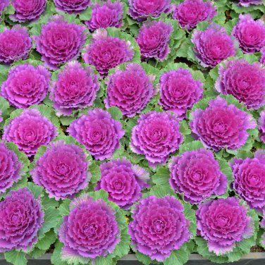 Brassica Oleracea Heirloom Cabbage Flower Bonsai Kale Ornamental 100 PCS Seeds