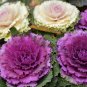 Brassica Oleracea Heirloom Cabbage Flower Bonsai Kale Ornamental 100 PCS Seeds