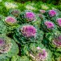 Brassica Oleracea Heirloom Cabbage Flower Bonsai Kale Ornamental 100 PCS Seeds