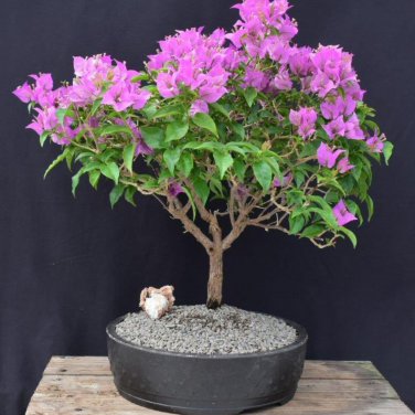 Bougainvillea Spectabilis Willd Triangles Plum Bonsai Potted 100 PCS Seeds
