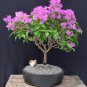 Bougainvillea Spectabilis Willd Triangles Plum Bonsai Potted 100 PCS Seeds