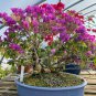 Bougainvillea Spectabilis Willd Triangles Plum Bonsai Potted 100 PCS Seeds